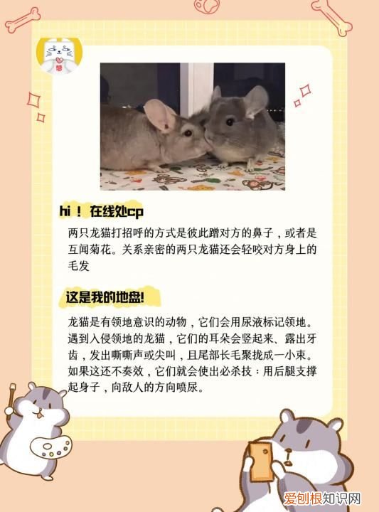 龙猫垫料用什么好，长毛龙猫多久才炸毛