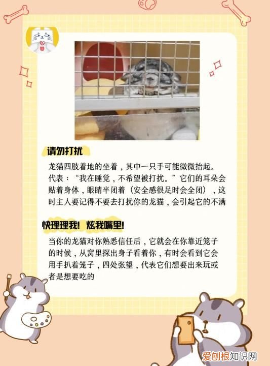 龙猫垫料用什么好，长毛龙猫多久才炸毛