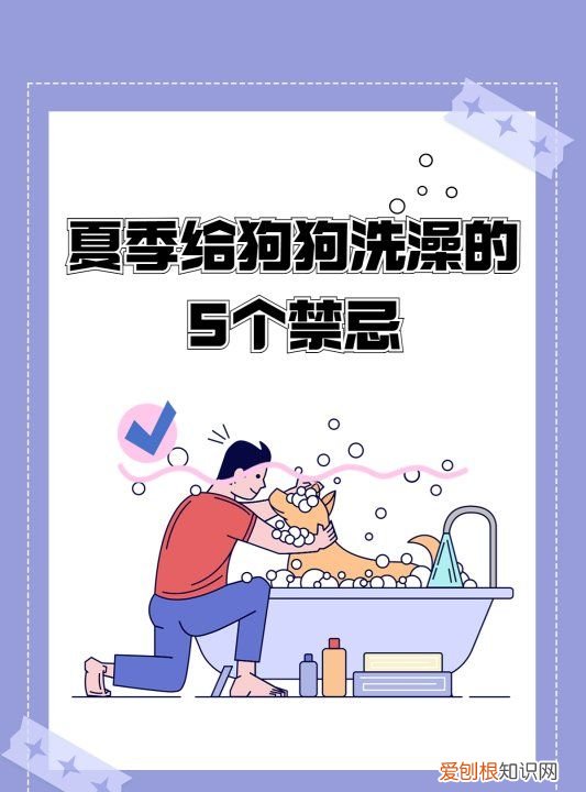 夏天给狗洗澡注意什么,给狗狗洗澡的时间和注意事项