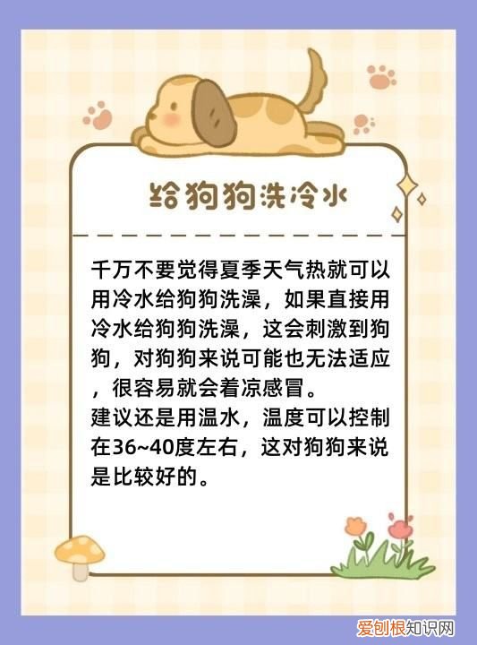 夏天给狗洗澡注意什么,给狗狗洗澡的时间和注意事项