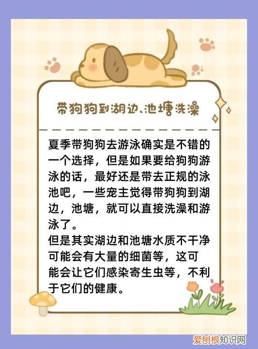 夏天给狗洗澡注意什么,给狗狗洗澡的时间和注意事项
