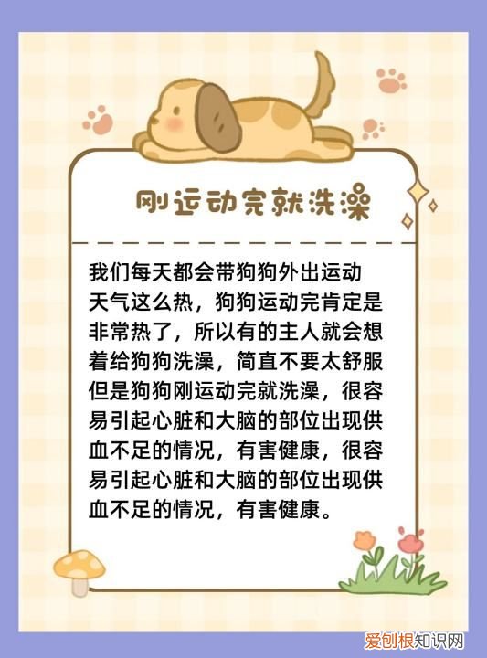夏天给狗洗澡注意什么,给狗狗洗澡的时间和注意事项