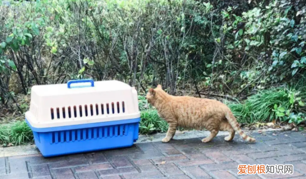 教大家如何抓野猫，怎样捉野猫最简单的方法视频