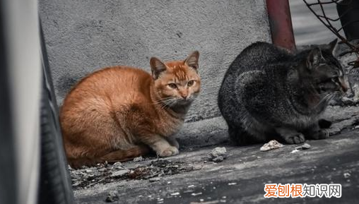 教大家如何抓野猫，怎样捉野猫最简单的方法视频