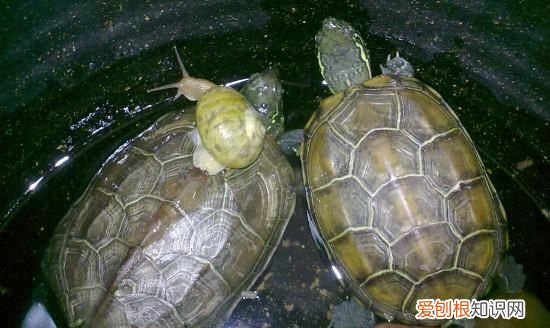 乌龟为什么要养一对，乌龟为什么要一公二母一起养