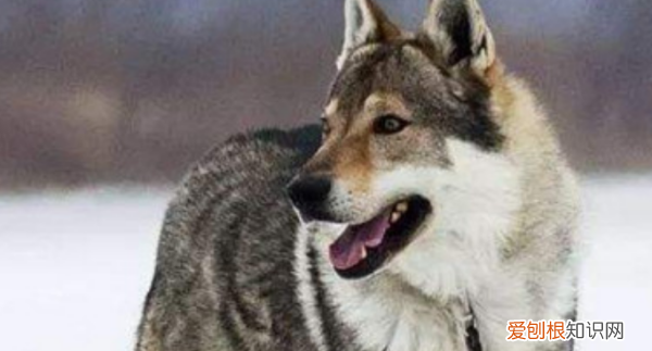 捷克狼犬在中国禁养，中国准许养捷克狼犬吗