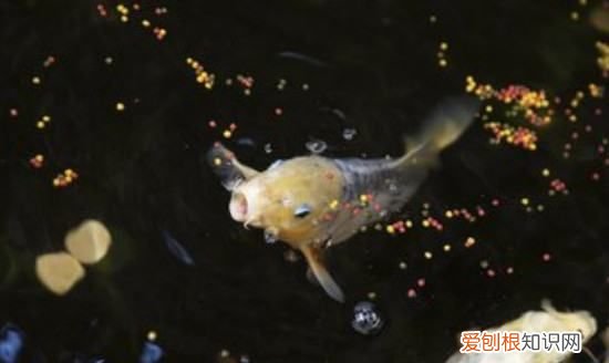 金鱼寿命有多长，金鱼的寿命有多长