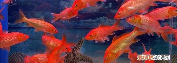 养金鱼的水要加盐吗，养金鱼的水加盐的后果