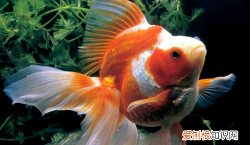 养金鱼的水要加盐吗，养金鱼的水加盐的后果