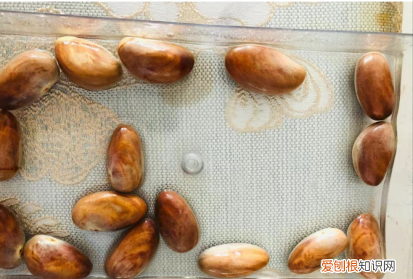 菠萝蜜种子怎么种，菠萝蜜的籽怎么种