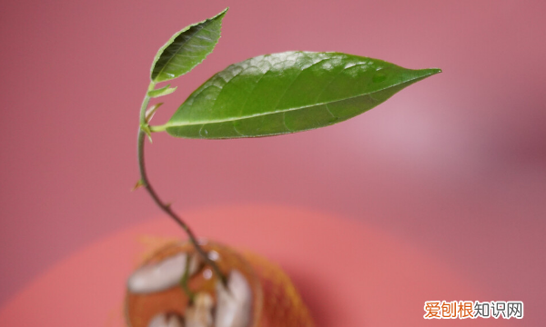 菠萝蜜种子怎么种，菠萝蜜的籽怎么种