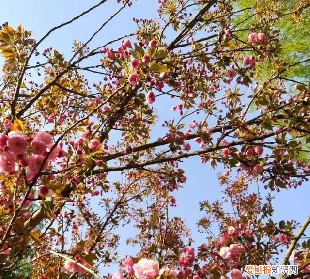 除了五泉山,兰州市的这几个公园你去过吗英语