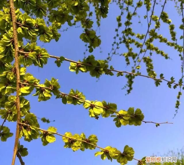 除了五泉山,兰州市的这几个公园你去过吗英语