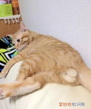 为什么绝育完的猫还在叫，猫蛋蛋绝育后为什么还有蛋蛋