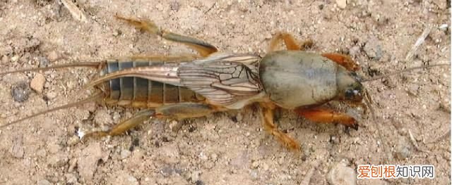 十日谈土狗蝼蛄,土狗虫是蝼蛄吗