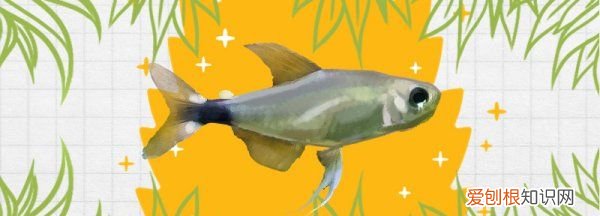 灯鱼怎么养,甜心柠檬灯鱼不红怎么情况