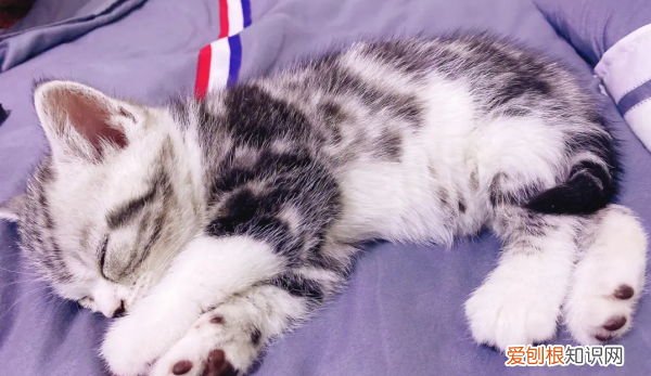 什么猫好养，最好养的猫前十名