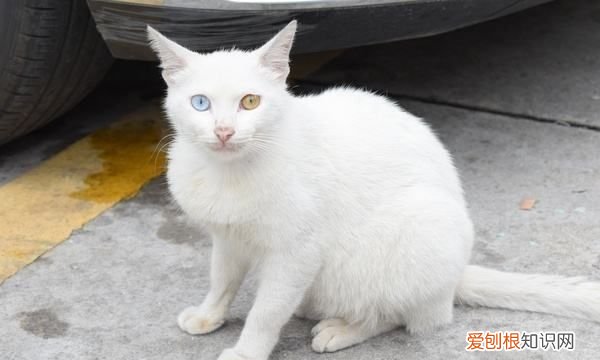 什么猫好养，最好养的猫前十名