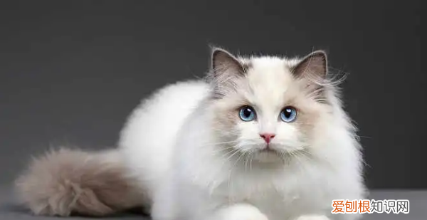 什么猫好养，最好养的猫前十名