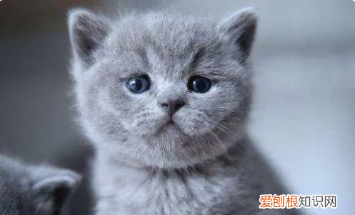 什么猫好养，最好养的猫前十名