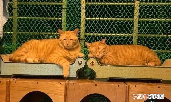 什么猫好养，最好养的猫前十名