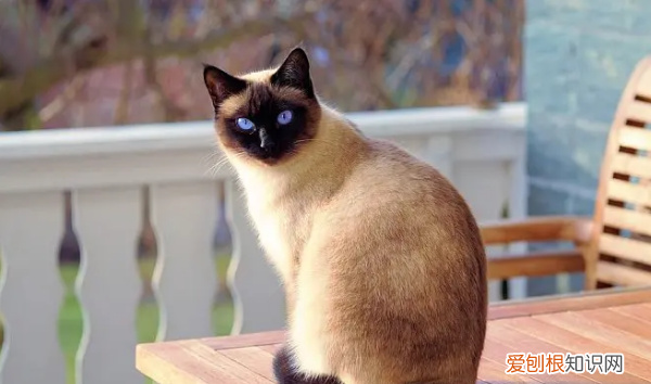 什么猫好养，最好养的猫前十名