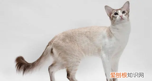 什么猫好养，最好养的猫前十名