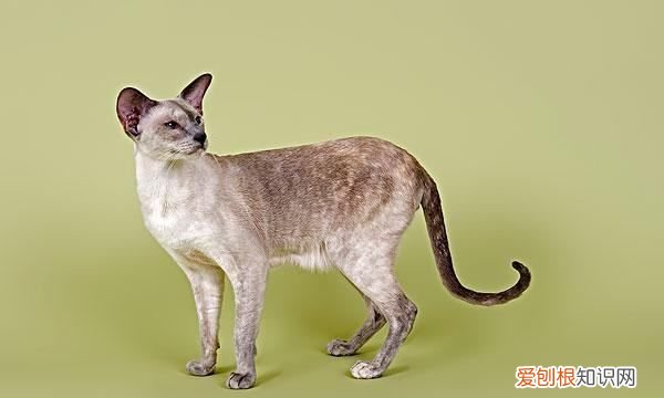 什么猫好养，最好养的猫前十名