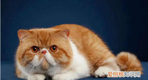 什么猫好养，最好养的猫前十名