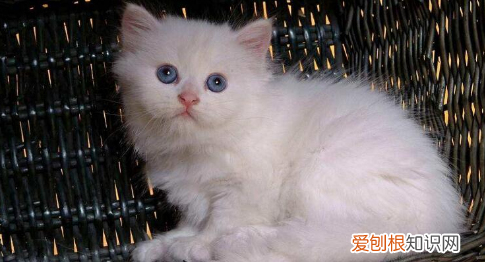 什么猫好养，最好养的猫前十名