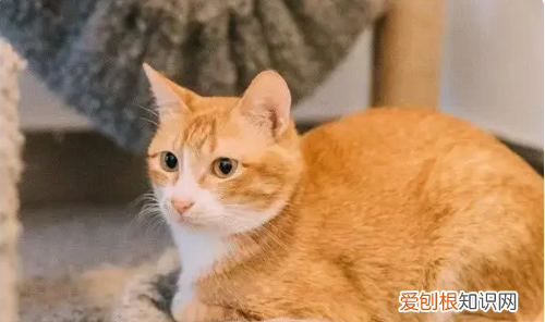 什么猫好养，最好养的猫前十名