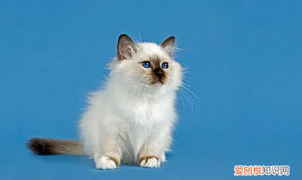 什么猫好养，最好养的猫前十名