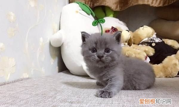 什么猫好养，最好养的猫前十名