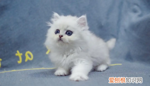 什么猫好养，最好养的猫前十名