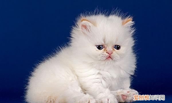 什么猫好养，最好养的猫前十名