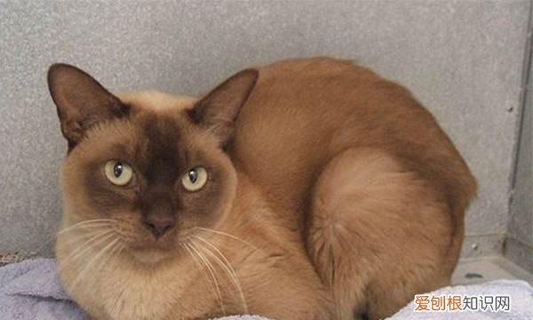 什么猫好养，最好养的猫前十名