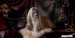 中国能养阿富汗猎犬，重庆可以养阿富汗猎犬吗