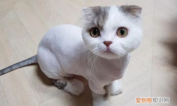 长毛猫多久毛才能长好，猫长毛的速度快不快呀