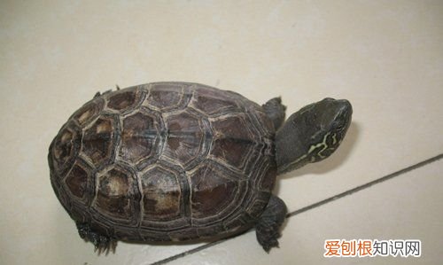 什么宠物粘人,什么小型宠物好养粘人不贵