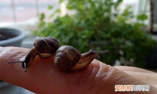 什么宠物粘人,什么小型宠物好养粘人不贵