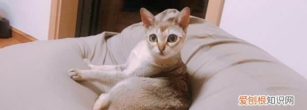 什么宠物粘人,什么小型宠物好养粘人不贵