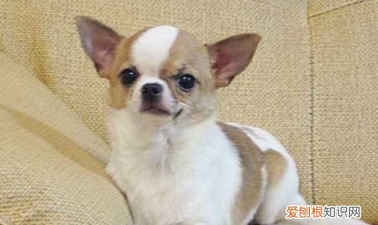 什么宠物粘人,什么小型宠物好养粘人不贵