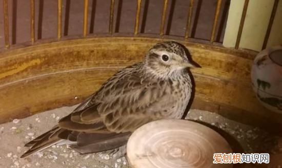 什么宠物粘人,什么小型宠物好养粘人不贵