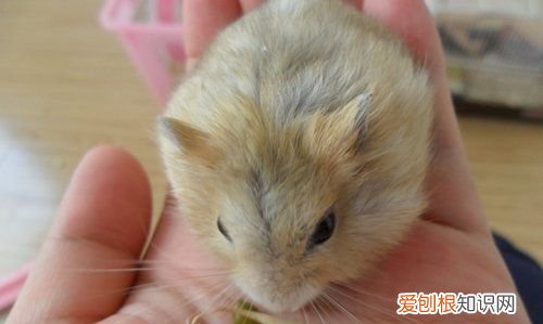 什么宠物粘人,什么小型宠物好养粘人不贵