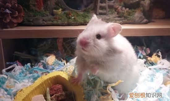 什么宠物粘人,什么小型宠物好养粘人不贵