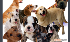 泰迪营养餐最简单做法，给泰迪狗一周一次的营养餐怎么吃