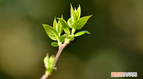 春天是哪几个月，春天的月份是多少