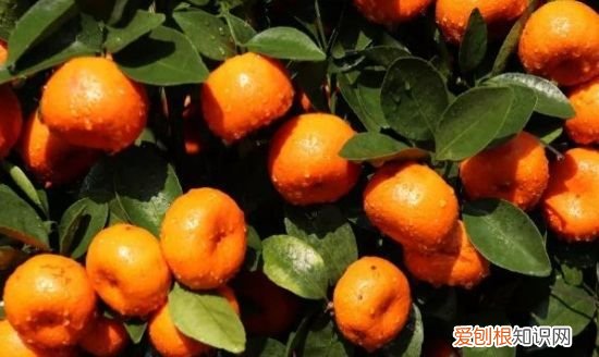 四季桔功效与作用，咸四季桔和咸金桔功效的区别