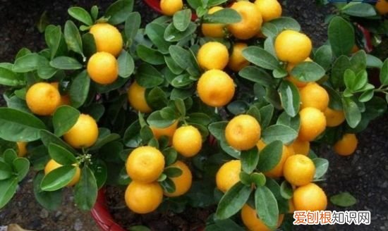 四季桔功效与作用，咸四季桔和咸金桔功效的区别