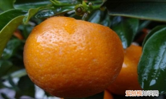 四季桔功效与作用，咸四季桔和咸金桔功效的区别
